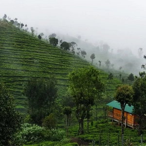 Visit Adubettu Viewpoint Near Rico Retreat in Kotagiri Admire misty valleys and peaceful scenery from Adubettu Viewpoint near Rico Retreat in Kotagiri hills