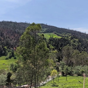 Discover calm hills at Hidden Valley View located close to our peaceful resort in Kotagiri.