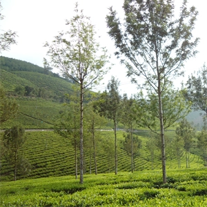 Visit Kotagiri Tea Estates Near Rico Retreat Homestay Explore scenic Kotagiri tea estates with factory tours and hill views near Rico Retreat luxury homestay