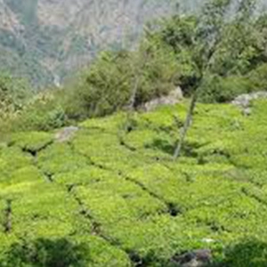 Enjoy peaceful valley views and serene nature at Lady Canning's Seat near De Castle Villa, Coonoor