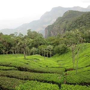 Lady Canning's Viewpoint Kotagiri – Near Rico Retreat Visit Lady Canning's Viewpoint near Rico Retreat Kotagiri for sweeping views of Nilgiris and distant plains.