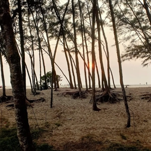 Alleppey Pine Forest Near IndiaVacationz Houseboat Stay Explore Alleppey Mini Pine Forest, 7.9 km from IndiaVacationz Houseboat, ideal for nature walks and peace