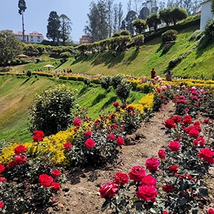 Explore Ooty Rose Garden near Shantiniketan to see thousands of vibrant roses in a serene hillside setting