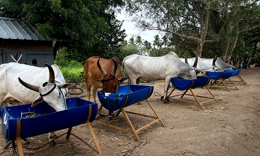 Enjoy cows and exploring the peaceful farm surroundings at a countryside farmhouse stay in Sulur.